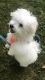 Maltese Puppies for sale in Norwalk, CT, USA. price: NA