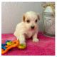 Maltese Puppies for sale in Indian Creek, FL 33154, USA. price: NA