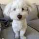 Maltese Puppies for sale in Dayton, OH, USA. price: NA