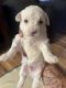 Maltese Puppies for sale in Artesia, NM 88210, USA. price: NA