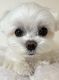 Maltese Puppies for sale in Detroit, MI, USA. price: $900