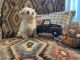 Maltese Puppies for sale in Jacksonville, AL 36265, USA. price: $1,200