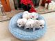 Maltese Puppies for sale in 5324 AP Californië, Netherlands. price: 700 EUR