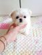 Maltese Puppies for sale in Bridgeport, TX 76426, USA. price: NA
