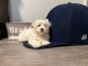 Maltese Puppies for sale in Plymouth, MI 48170, USA. price: NA