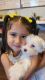 Maltese Puppies for sale in San Antonio, TX 78232, USA. price: $2,000