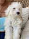 Maltese Puppies for sale in Alafaya, FL 32825, USA. price: $950