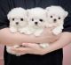 Maltese Puppies for sale in S Carolina St, Avon Park, FL 33825, USA. price: NA
