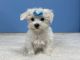 Maltese Puppies for sale in Indianapolis, IN, USA. price: $450