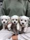 Maltese Puppies for sale in Atlanta, GA, USA. price: $250