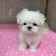Maltese Puppies for sale in SC-544, Myrtle Beach, SC, USA. price: $270