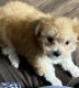 Maltese Puppies for sale in Oceanside, CA 92058, USA. price: $1,300