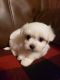 Maltese Puppies for sale in Sylva, NC 28779, USA. price: $3,000