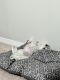 Maltese Puppies for sale in Colorado Springs, CO, USA. price: $500