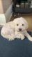 Maltese Puppies for sale in Maryville, TN, USA. price: NA