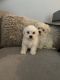 Maltese Puppies for sale in Newberry, FL 32669, USA. price: NA