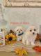 Maltese Puppies for sale in South Dr, Brownsville, TX 78520, USA. price: NA