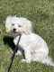 Maltese Puppies for sale in Ocean Springs, MS 39564, USA. price: NA
