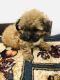 Maltese Puppies for sale in Florin Rd, Sacramento, CA, USA. price: $600