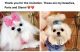 Maltese Puppies for sale in Blue Ridge, GA 30513, USA. price: $3,500