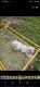 Maltese Puppies for sale in Ogdensburg, WI 54962, USA. price: $525