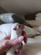 Maltese Puppies for sale in Fort Collins, CO, USA. price: NA
