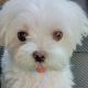 Maltese Puppies for sale in San Antonio, TX 78232, USA. price: $2,106,860,000