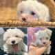 Maltese Puppies for sale in Plant City, FL, USA. price: $2,500