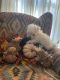 Maltese Puppies for sale in Jacksonville, AL 36265, USA. price: $1,000