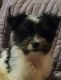 Maltese Puppies for sale in Columbia, MO, USA. price: $500