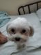 Maltese Puppies for sale in North Hills, Los Angeles, CA, USA. price: NA