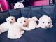 Maltese Puppies for sale in Las Vegas, NV 89183, USA. price: $1,200