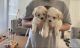 Maltese Puppies for sale in 2077 Lakeridge Cir, Chula Vista, CA 91913, USA. price: NA