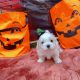 Maltese Puppies for sale in Garner, NC 27529, USA. price: $600