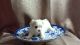 Maltese Puppies for sale in Calhoun, GA, USA. price: $3,000