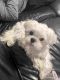 Maltese Puppies for sale in Kansas City, MO, USA. price: $500