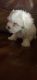 Maltese Puppies for sale in Red Oak, TX, USA. price: NA