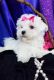 Maltese Puppies for sale in Columbus, OH, USA. price: $850