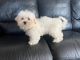 Maltese Puppies for sale in Greenwood, IN, USA. price: NA