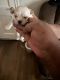 Maltese Puppies for sale in 2257 Southorn Rd, Middle River, MD 21220, USA. price: $1,500