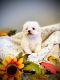 Maltese Puppies for sale in Mt Laurel Township, NJ, USA. price: $650