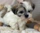 Maltese Puppies for sale in Wichita, KS, USA. price: NA
