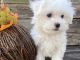 Maltese Puppies for sale in Cedar Park, TX, USA. price: NA