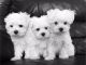 Maltese Puppies for sale in San Antonio, TX, USA. price: $800