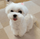 Maltese Puppies for sale in Centereach, NY, USA. price: NA