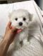 Maltese Puppies for sale in Manchester, CT, USA. price: NA