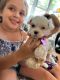 Maltese Puppies for sale in Hauppauge, NY, USA. price: $650