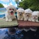 Maltese Puppies for sale in Lawrenceville, Lawrence Township, NJ 08648, USA. price: NA