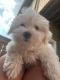 Maltese Puppies for sale in Spring Valley, NY, USA. price: $2,000