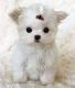 Maltese Puppies for sale in Fayetteville, NC, USA. price: $450